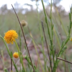 Calotis lappulacea at Greenway, ACT - 23 Dec 2014