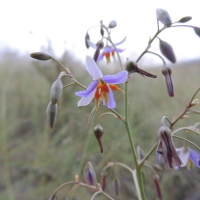 Dianella sp. aff. longifolia (Benambra) (Pale Flax Lily, Blue Flax Lily) at Greenway, ACT - 23 Dec 2014 by michaelb