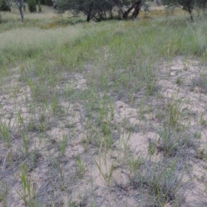 Imperata cylindrica at Greenway, ACT - 23 Dec 2014 08:20 PM