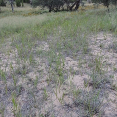 Imperata cylindrica (Blady Grass) at Greenway, ACT - 23 Dec 2014 by michaelb