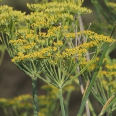 Foeniculum vulgare (Fennel) at Point Hut to Tharwa - 28 Dec 2014 by michaelb