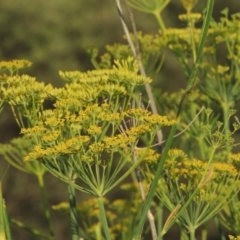 Foeniculum vulgare at Paddys River, ACT - 28 Dec 2014 07:26 PM