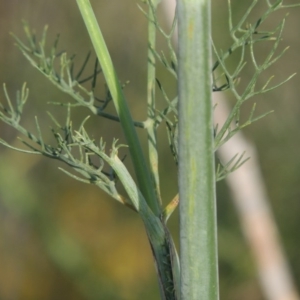 Foeniculum vulgare at Paddys River, ACT - 28 Dec 2014 07:26 PM