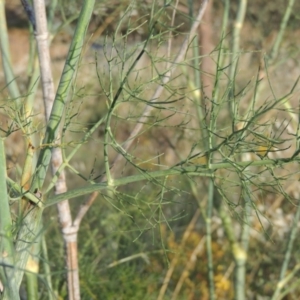 Foeniculum vulgare at Paddys River, ACT - 28 Dec 2014 07:26 PM