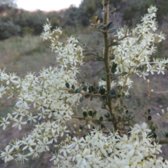 Bursaria spinosa (Native Blackthorn, Sweet Bursaria) at Paddys River, ACT - 3 Jan 2015 by MichaelBedingfield