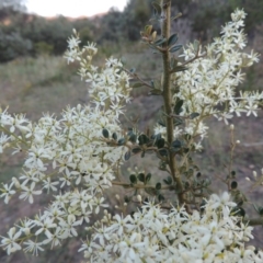 Bursaria spinosa (Native Blackthorn, Sweet Bursaria) at Paddys River, ACT - 3 Jan 2015 by michaelb