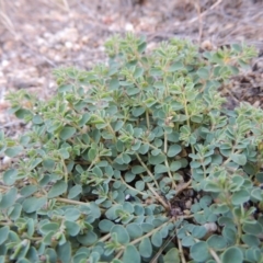 Euphorbia dallachyana (Mat Spurge, Caustic Weed) at Paddys River, ACT - 7 Jan 2015 by MichaelBedingfield