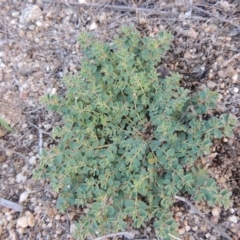 Euphorbia dallachyana at Paddys River, ACT - 7 Jan 2015