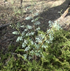 Indigofera australis subsp. australis (Australian Indigo) at Mount Ainslie - 27 Jan 2015 by SilkeSma