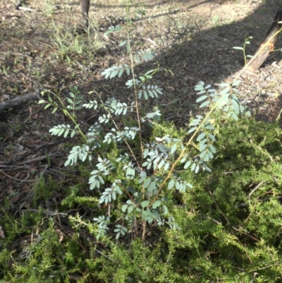Indigofera australis subsp. australis (Australian Indigo) at Campbell, ACT - 28 Jan 2015 by SilkeSma