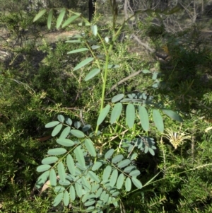 Indigofera australis subsp. australis at Campbell, ACT - 28 Jan 2015