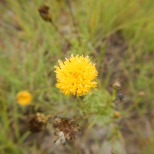 Rutidosis leptorhynchoides at Jerrabomberra, ACT - 27 Jan 2015