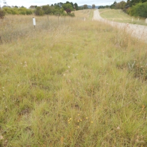 Rutidosis leptorhynchoides at Jerrabomberra, ACT - 27 Jan 2015