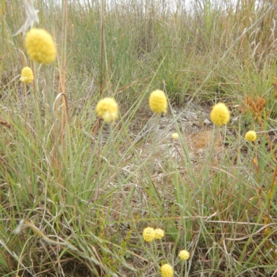 Calocephalus citreus (Lemon Beauty Heads) at Jerrabomberra, ACT - 27 Jan 2015 by MichaelMulvaney