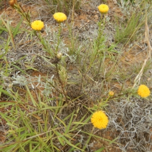 Rutidosis leptorhynchoides at Jerrabomberra, ACT - 27 Jan 2015