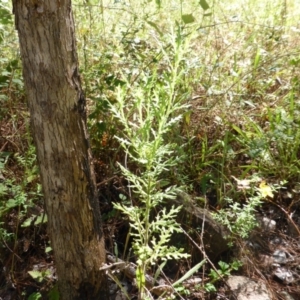 Senecio bathurstianus at Isaacs, ACT - 25 Jan 2015 09:44 AM