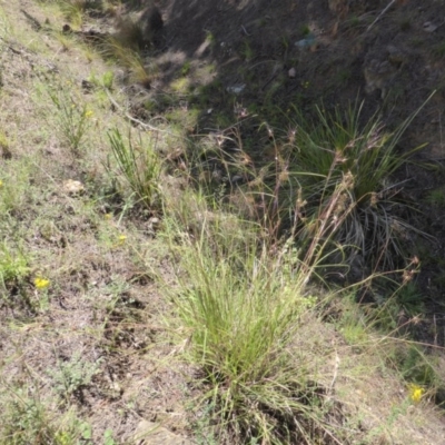 Themeda triandra (Kangaroo Grass) at Isaacs Ridge and Nearby - 24 Jan 2015 by Mike