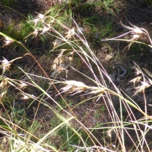 Themeda triandra at Isaacs, ACT - 25 Jan 2015