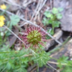 Acaena novae-zelandiae (Bidgee Widgee) at Isaacs Ridge - 24 Jan 2015 by Mike