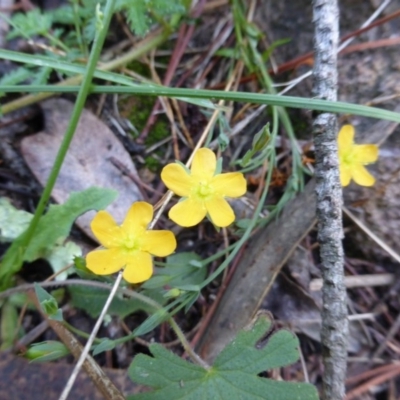 Hypericum gramineum (Small St Johns Wort) at Isaacs, ACT - 24 Jan 2015 by Mike