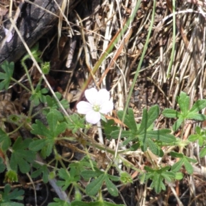 Geranium solanderi var. solanderi at Isaacs Ridge - 25 Jan 2015