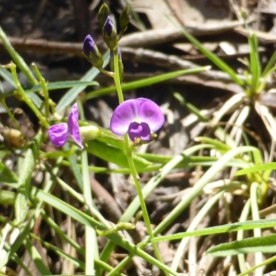 Glycine clandestina (Twining Glycine) at Isaacs, ACT - 25 Jan 2015 by Mike