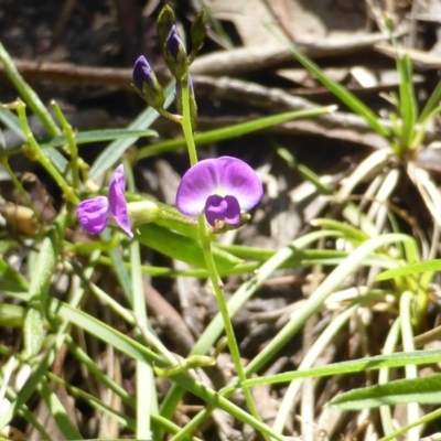 Glycine clandestina (Twining Glycine) at Isaacs Ridge - 24 Jan 2015 by Mike