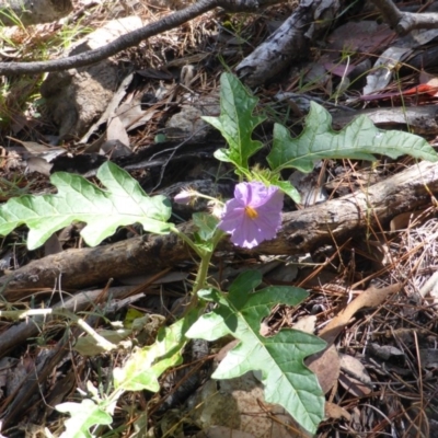 Solanum cinereum (Narrawa Burr) at Isaacs Ridge - 25 Jan 2015 by Mike