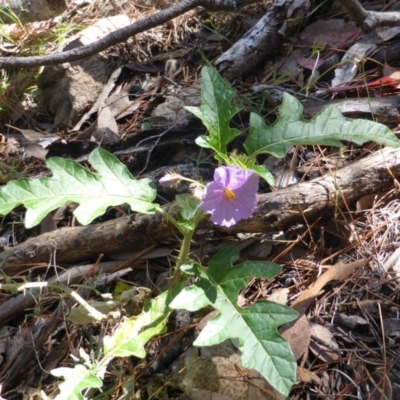 Solanum cinereum (Narrawa Burr) at Isaacs Ridge - 24 Jan 2015 by Mike