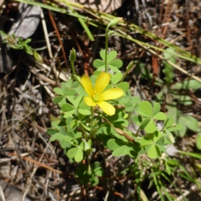 Oxalis sp. (Wood Sorrel) at Isaacs, ACT - 25 Jan 2015 by Mike