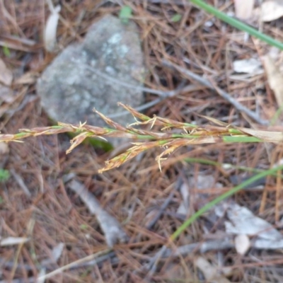 Lepidosperma laterale (Variable Sword Sedge) at Isaacs Ridge and Nearby - 24 Jan 2015 by Mike