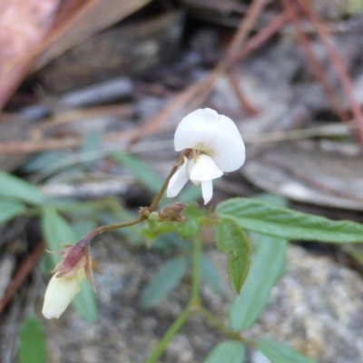 Glycine clandestina (Twining Glycine) at Isaacs, ACT - 25 Jan 2015 by Mike