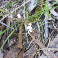 Glycine clandestina at Isaacs, ACT - 25 Jan 2015 10:19 AM