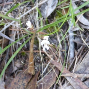 Glycine clandestina at Isaacs, ACT - 25 Jan 2015