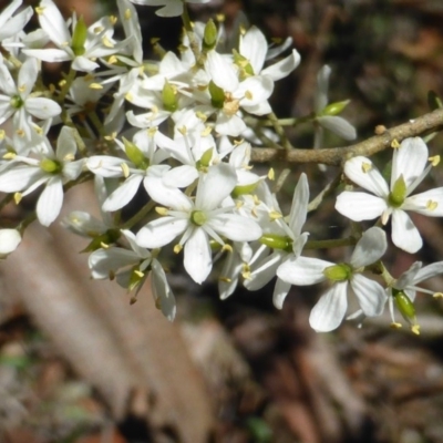 Bursaria spinosa (Native Blackthorn, Sweet Bursaria) at Isaacs Ridge - 24 Jan 2015 by Mike