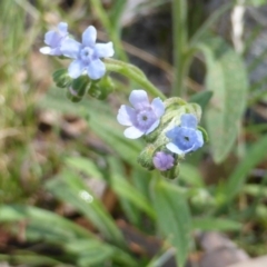 Cynoglossum australe (Australian Forget-me-not) at Isaacs Ridge - 25 Jan 2015 by Mike