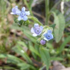 Cynoglossum australe (Australian Forget-me-not) at Isaacs Ridge and Nearby - 25 Jan 2015 by Mike