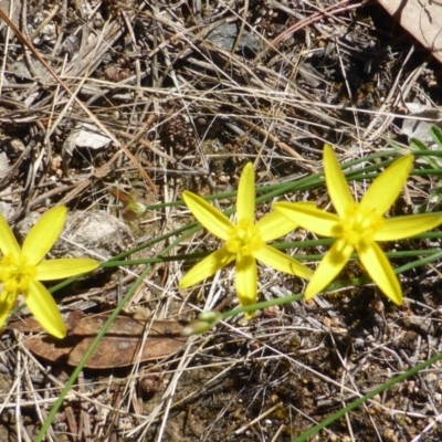 Tricoryne elatior (Yellow Rush Lily) at Isaacs Ridge and Nearby - 24 Jan 2015 by Mike