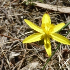 Tricoryne elatior at Isaacs Ridge - 25 Jan 2015