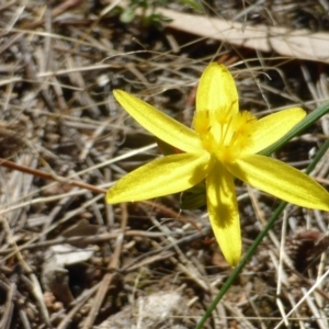 Tricoryne elatior at Isaacs Ridge - 25 Jan 2015 10:28 AM