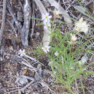 Vittadinia muelleri at Isaacs Ridge - 25 Jan 2015