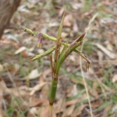 Cymbopogon refractus (Barbed-wire Grass) at Mount Mugga Mugga - 25 Jan 2015 by Mike