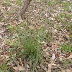 Cymbopogon refractus at O'Malley, ACT - 26 Jan 2015