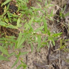 Persicaria prostrata (Creeping Knotweed) at Mount Mugga Mugga - 25 Jan 2015 by Mike