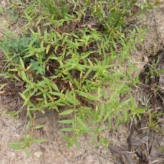 Persicaria prostrata at O'Malley, ACT - 26 Jan 2015