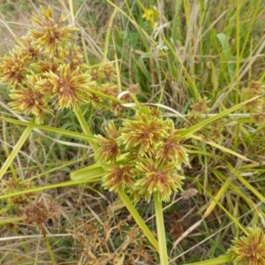 Cyperus eragrostis at O'Malley, ACT - 26 Jan 2015 08:31 AM