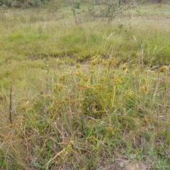 Cyperus eragrostis at O'Malley, ACT - 26 Jan 2015