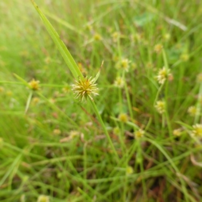 Cyperus sphaeroideus (Scented Sedge) at Garran, ACT - 25 Jan 2015 by Mike