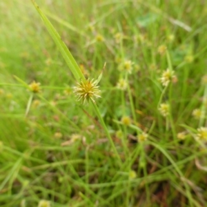 Cyperus sphaeroideus at Garran, ACT - 26 Jan 2015