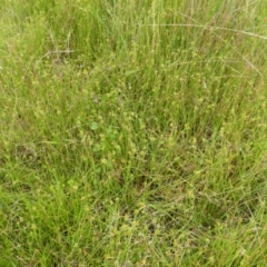 Cyperus sphaeroideus at Garran, ACT - 26 Jan 2015